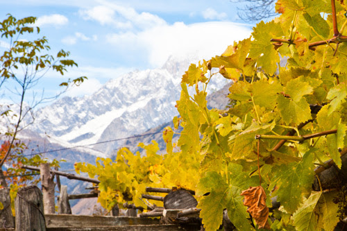 pachetto vin blanc